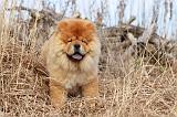 CHOW CHOW 292